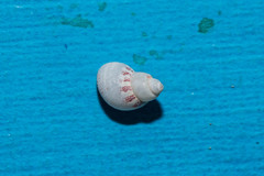 Tricolia
