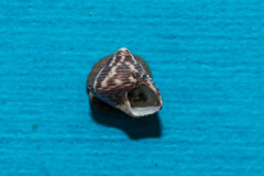 Phorcus turbinatus