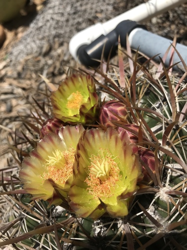 San Diego Barrel Cactus