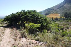 Solenopsis punctaticeps