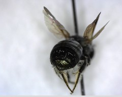 Ceratina acantha