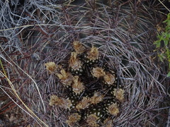 Eriosyce strausiana strausiana