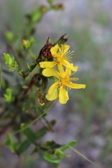 Hypericum sphaerocarpum