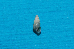 Hydrobia acuta