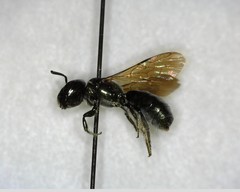 Ceratina acantha