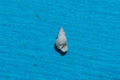 Hydrobia acuta