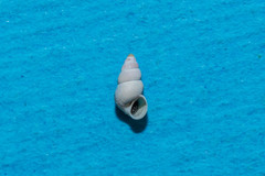 Hydrobia acuta