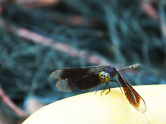 Erythrodiplax attenuata