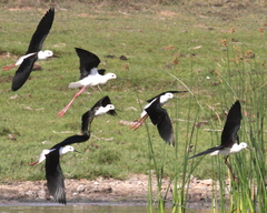 Himantopus himantopus