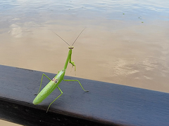 Stagmatoptera binotata