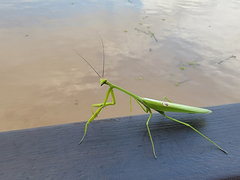 Stagmatoptera binotata