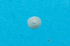 Calyptraea chinensis