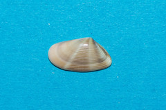 Donax semistriatus