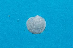 Lucinella divaricata