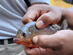 Pygocentrus nattereri