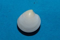 Dosinia lupinus