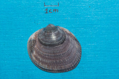 Glycymeris nummaria