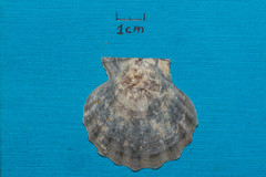 Chlamys