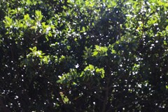 Solenopsis punctaticeps