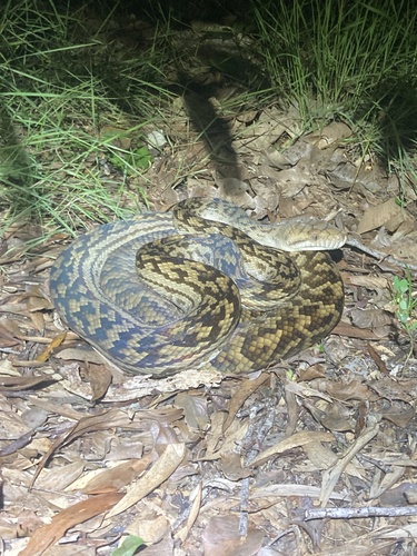 Australian Scrub Python sighting