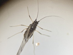 Neotoxoptera