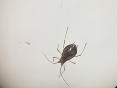 Neotoxoptera