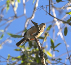 Newtonia brunneicauda
