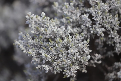 Cratystylis conocephala