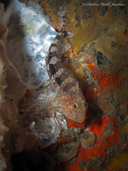 Hypleurochilus bermudensis