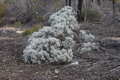 Cratystylis conocephala