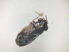 Geocoris lineolus