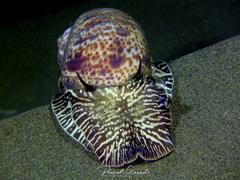 Naticarius hebraeus