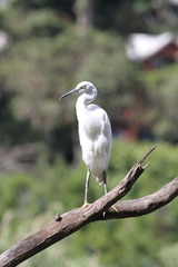Egretta garzetta dimorpha