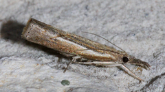Fissicrambus hemiochrellus