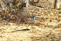Coua ruficeps olivaceiceps