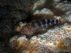Hypleurochilus bermudensis