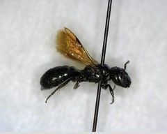 Ceratina acantha