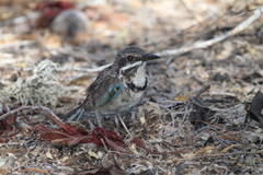 Uratelornis chimaera
