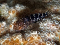 Hypleurochilus bermudensis
