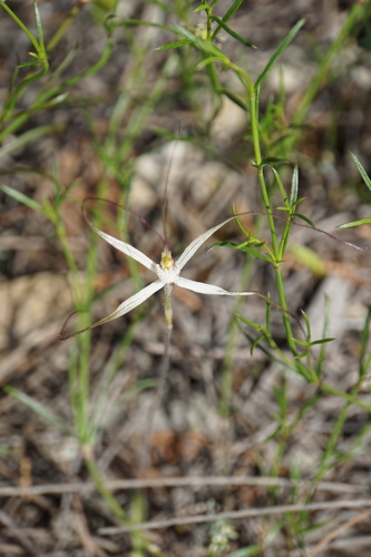 Image of Caladenia horistes by (c) John Van Den Nouwelant, some rights reserved (CC BY)
