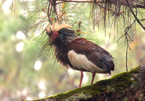 Madagascar Ibis