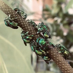 Euglossa