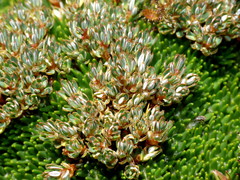 Montitega dealbata