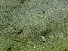 Arnoglossus laterna