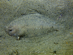 Arnoglossus laterna