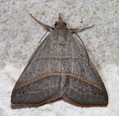 Hemeroplanis parallela