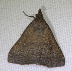 Hypenula cacuminalis