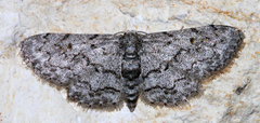 Idaea violacearia