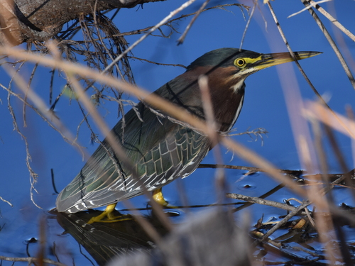 Green Heron photographed in Nevada