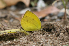 Pyrisitia dina westwoodi